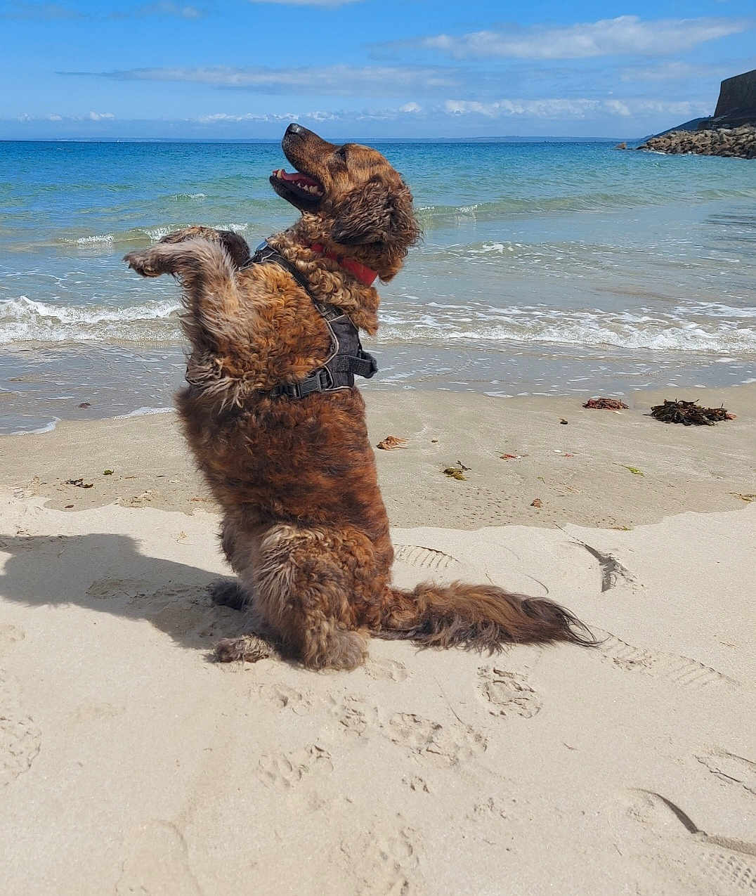 Naïade participe au concours pour gagner de l'argent avec cette photo : dog, beach, sand, ocean, waves, sky, clouds, happy, pet, curly_fur, sea, water, outdoor, animal, playful, sunny, nature, canine, coast, shore