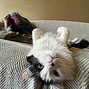 Ella joined the competition — help win amazing prizes! cat, feline, pet, longhaired_cat, black_and_white, green_eyes, pink_nose, whiskers, upside_down, sofa, blanket, textured_fabric, indoor, living_room, cozy, relaxed, fluffy, portrait, closeup, cute