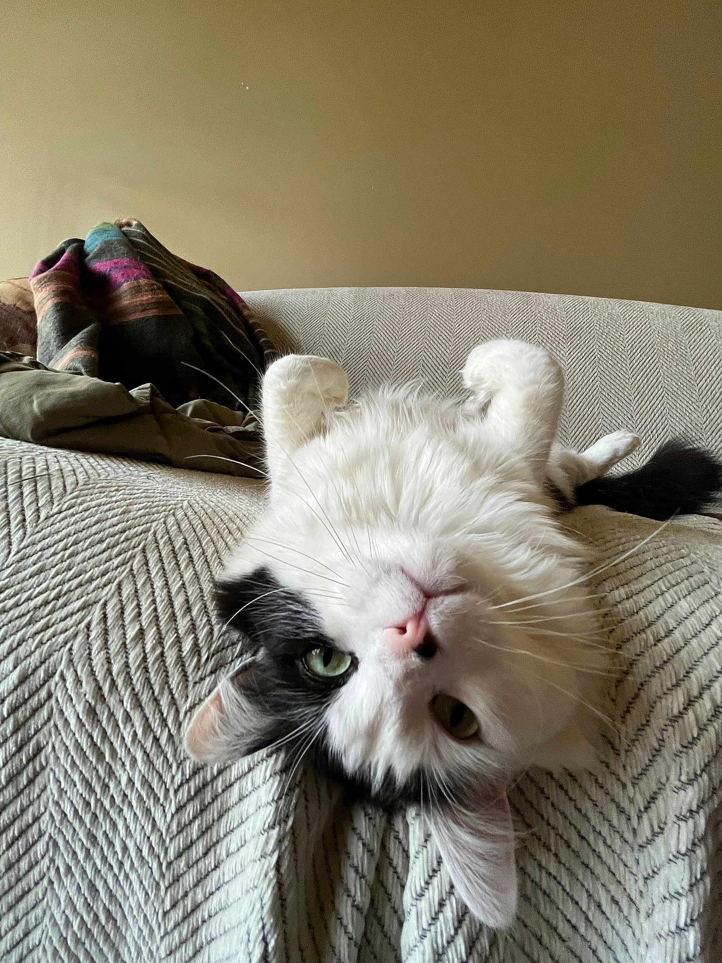 Ella joined the competition — help win amazing prizes! cat, feline, pet, longhaired_cat, black_and_white, green_eyes, pink_nose, whiskers, upside_down, sofa, blanket, textured_fabric, indoor, living_room, cozy, relaxed, fluffy, portrait, closeup, cute