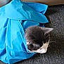 animal, black_and_white, blue_fabric, carpet, cat, cozy, curious, cute, domestic, feline, fur, head, indoor, pet, quiet, resting, soft, texture, whiskers, wrapped