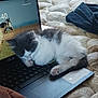 animal, asus, bed, blanket, computer, cozy, cute, feline, fur, gray, indoor, keyboard, kitten, laptop, paw, pet, resting, sleeping, white, young