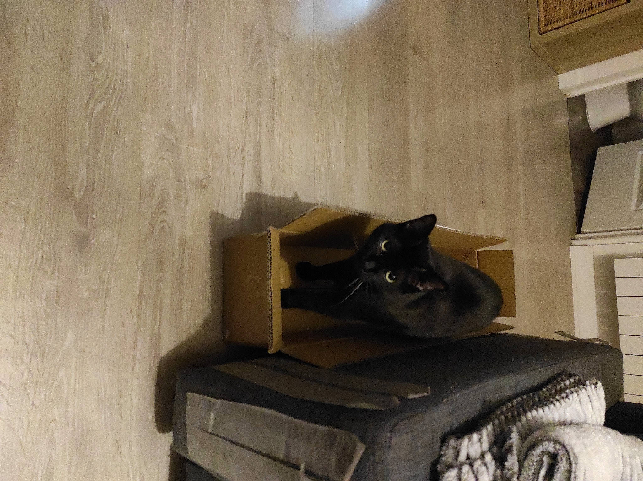 Pims participe au concours pour gagner de l'argent avec cette photo : carnivore, cat, cat_supply, chair, comfort, domestic_short_haired_cat, felidae, floor, flooring, grey, hardwood, house, interior_design, living_room, room, small_to_medium_sized_cats, stairs, wall, whiskers, wood