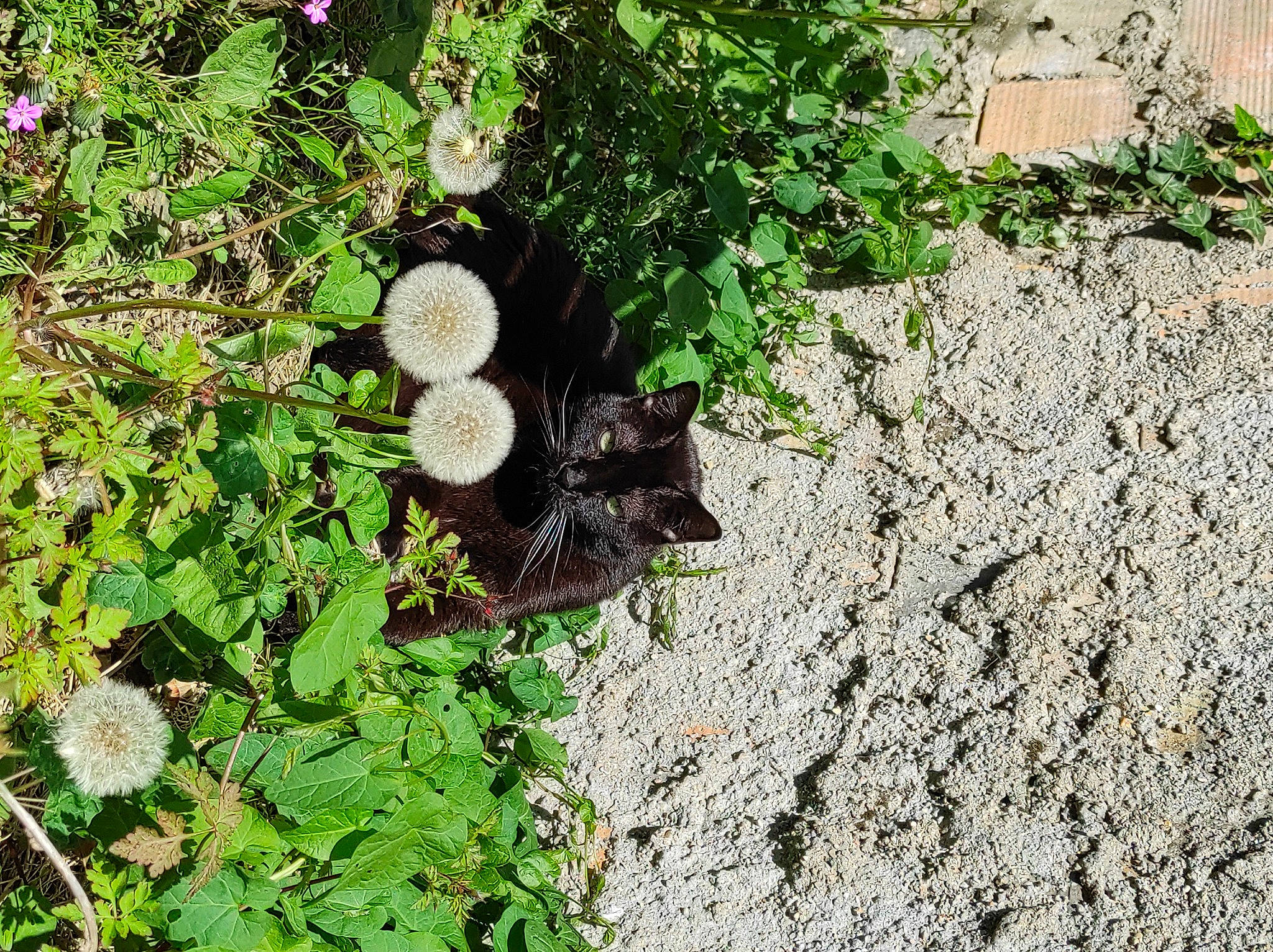 Pims participe au concours pour gagner de l'argent avec cette photo : annual_plant, asphalt, automotive_tire, ball, flower, fungus, garden, grass, grass_family, groundcover, herb, landscape, mushroom, plant, road_surface, shrub, soil, terrestrial_animal, terrestrial_plant, tree