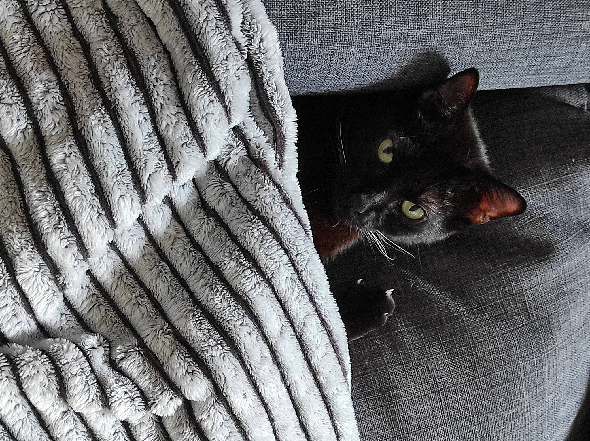 Pims a rejoint le concours — aidez-le/la à gagner de superbes lots ! automotive_tire, black_cat, carnivore, cat, close_up, domestic_short_haired_cat, felidae, grey, line, monochrome_photography, pattern, small_to_medium_sized_cats, snout, synthetic_rubber, tail, textile, tire, tread, whiskers, window