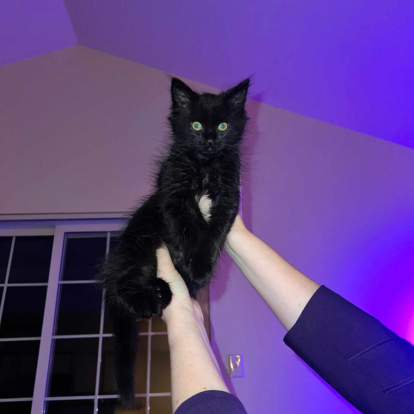 Angel is registered to the contest to win money with this photo: abyssinian, adult, animal, blackcat, bodypart, cat, couch, finger, furniture, hand, kitten, male, man, manx, person, pet, purple