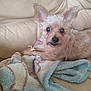 dog, small_dog, pet, blanket, couch, leather_couch, ears, fur, indoor, cozy, resting, looking_at_camera, curious, animal, companion, domestic_animal, canine, furniture, cute, relaxed