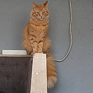 Garfield a rejoint le concours — aidez-le/la à gagner de superbes lots ! cat, orange_cat, feline, pet, indoor, chair, wooden_furniture, wall, electrical_outlet, cord, tabby, fluffy, sitting, animal, fur, looking, domestic_cat, cute, household, furniture