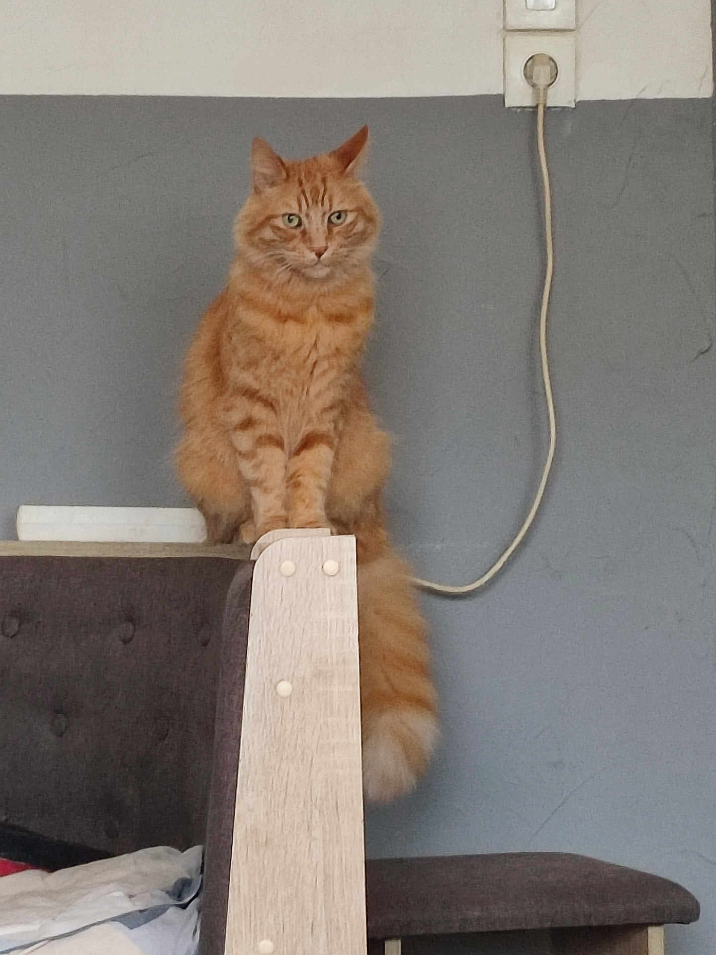 Garfield