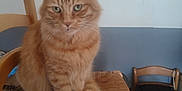 Garfield participe au concours pour gagner de l'argent avec cette photo : animal, calm, cat, chair, cozy, domestic, fan, feline, framed_picture, fur, furniture, household, indoor, looking_at_camera, orange_tabby, pet, seated, tail, wall, woven_chair