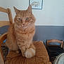Garfield participe au concours pour gagner de l'argent avec cette photo : cat, orange_tabby, feline, chair, woven_chair, indoor, pet, animal, fur, tail, framed_picture, wall, furniture, fan, calm, looking_at_camera, domestic, household, seated, cozy
