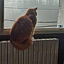 Garfield participe au concours pour gagner de l'argent avec cette photo : cat, orange_cat, fluffy, radiator, window, foggy, trees, power_lines, indoor, pet, animal, sitting, back_view, cozy, quiet, daytime, wall, looking_out, domestic, feline