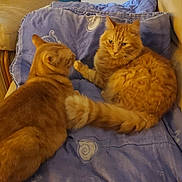 Garfield a rejoint le concours — aidez-le/la à gagner de superbes lots ! animal, blanket, cat, companions, couch, cozy, curious, domestic_cat, feline, fluffy, fur, home, indoor, mammal, orange_cat, paw, pet, relaxing, resting, two_animals