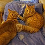 animal, blanket, cat, companions, couch, cozy, curious, domestic_cat, feline, fluffy, fur, home, indoor, mammal, orange_cat, paw, pet, relaxing, resting, two_animals