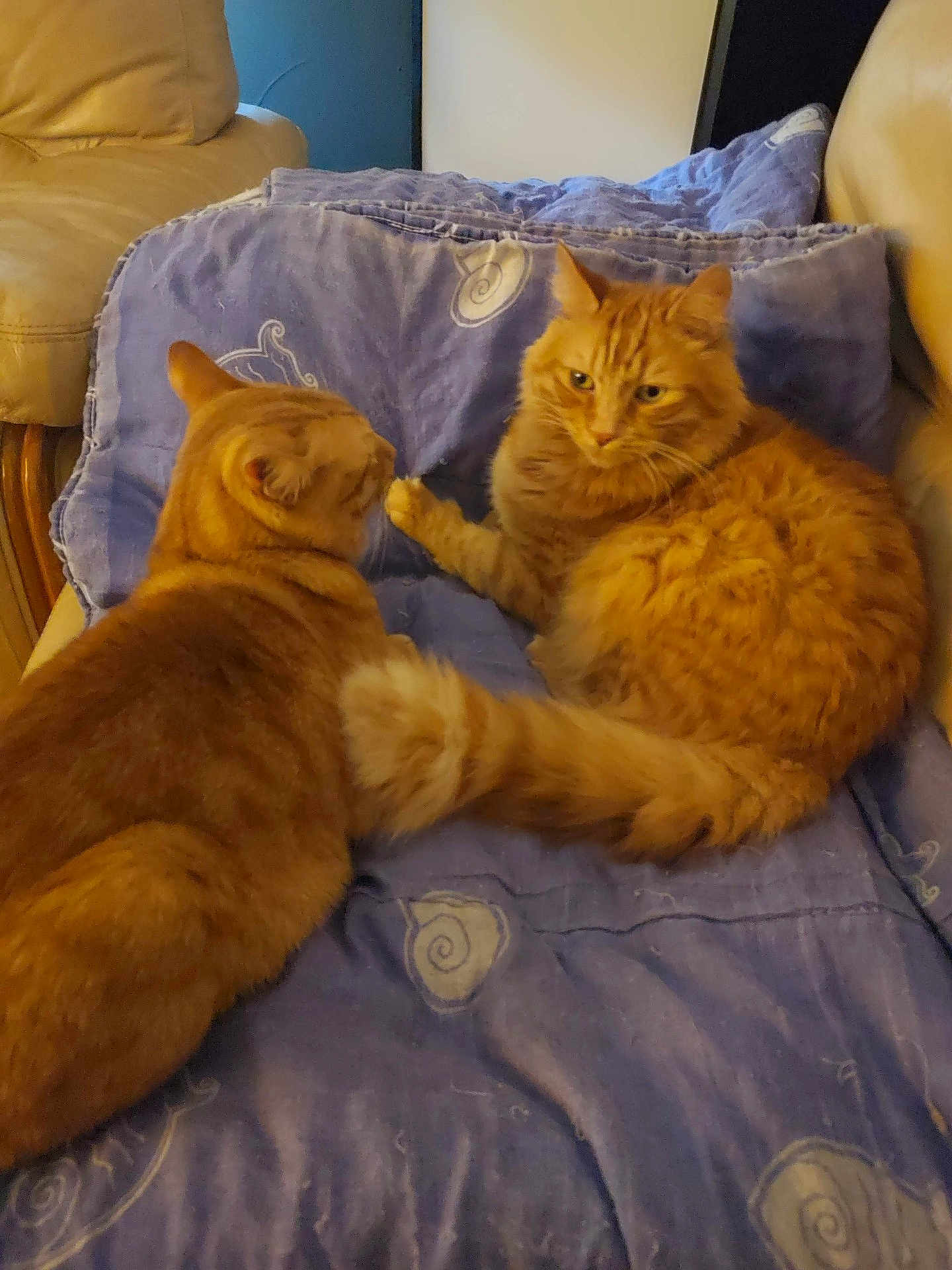 Garfield