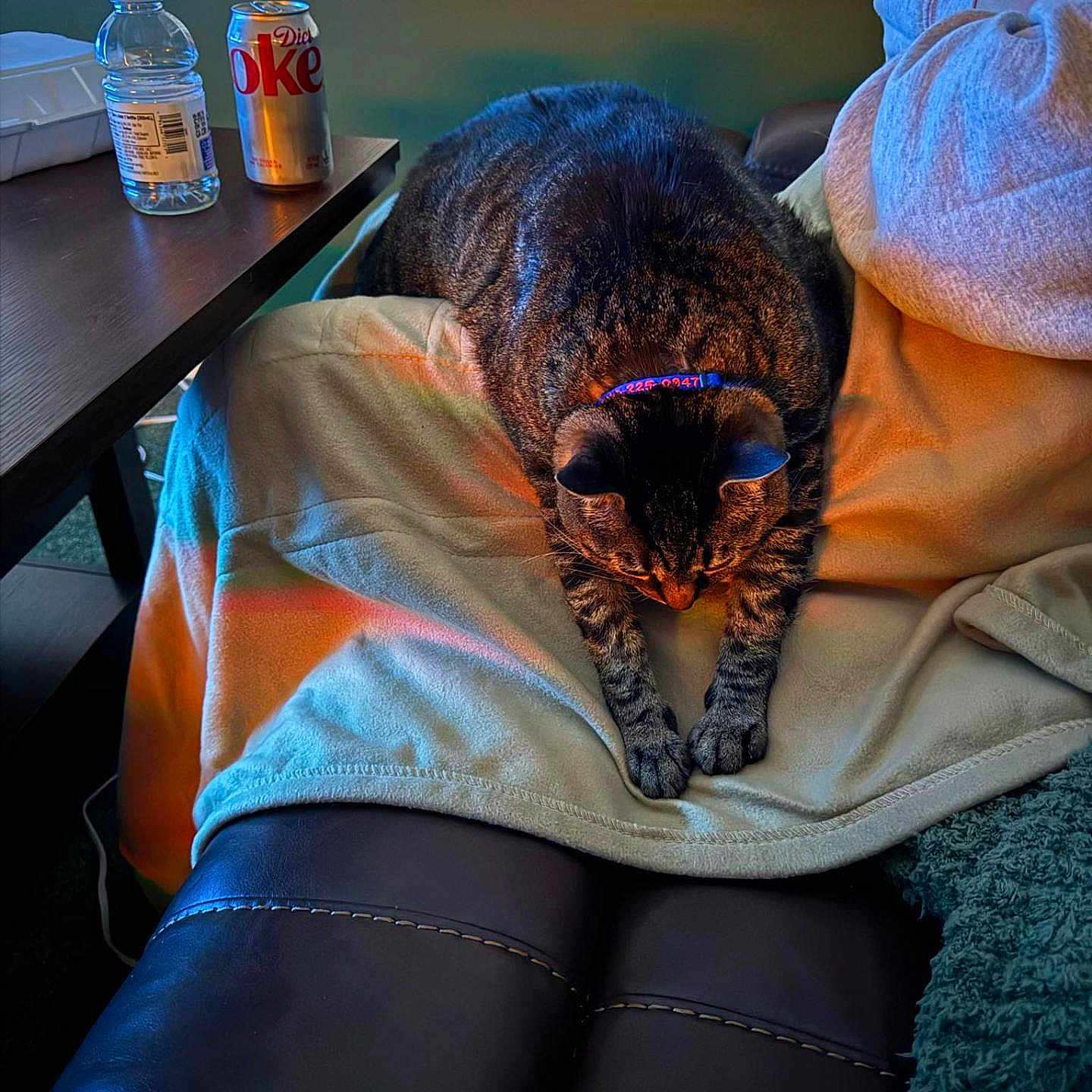 Shorty joined the competition — help win amazing prizes! animal, bed, bedroom, blanket, can, canine, cat, computer, couch, cushion, furniture, homedecor, indoors, kitten, person, pet, room, sitting, sleeping, tin