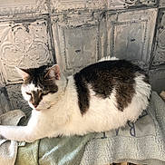Loulig participe au concours pour gagner de l'argent avec cette photo : cat, white_cat, brown_spots, towel, radiator, indoor, resting, relaxed, feline, pet, fur, animal, cozy, vintage_wall, textured_wall, domestic, sleepy, side_view, calm, lounging