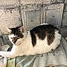 animal, brown_spots, calm, cat, cozy, domestic, feline, fur, indoor, lounging, pet, radiator, relaxed, resting, side_view, sleepy, textured_wall, towel, vintage_wall, white_cat