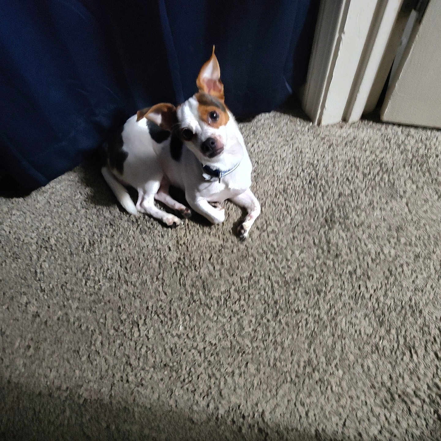 Patches joined the competition — help win amazing prizes! animal, black_spots, brown_spots, carpet, collar, companion, curious, curtain, cute, dog, door, ears_up, floor, head_tilt, indoor, looking_up, pet, small_dog, waiting, white_dog