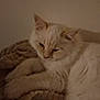 Archibald participe au concours pour gagner de l'argent avec cette photo : bedding, blanket, cat, closeup, cozy, cream_cat, domestic, ears, feline, fur, indoor, long_fur, low_light, paws, pet, portrait, resting, sleepy, warm_tones, whiskers