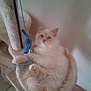 Archibald participe au concours pour gagner de l'argent avec cette photo : blue_eyes, cat, cat_bed, cat_tree, cream_color, ears, fluffy_cat, fur, indoor, lying_down, paw_pads, paws, pet, pink_rug, plush_toy, relaxed, ribbon, toy_fish, wall, whiskers