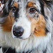 Dali participe au concours pour gagner de l'argent avec cette photo : dog, australian_shepherd, close_up, portrait, fur, brown_eyes, pet, animal, canine, fluffy, nose, black_nose, white_fur, brown_fur, gray_fur, indoor, looking, attentive, cute, muzzle