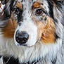 dog, australian_shepherd, close_up, portrait, fur, brown_eyes, pet, animal, canine, fluffy, nose, black_nose, white_fur, brown_fur, gray_fur, indoor, looking, attentive, cute, muzzle