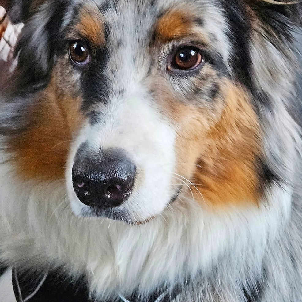 Dali