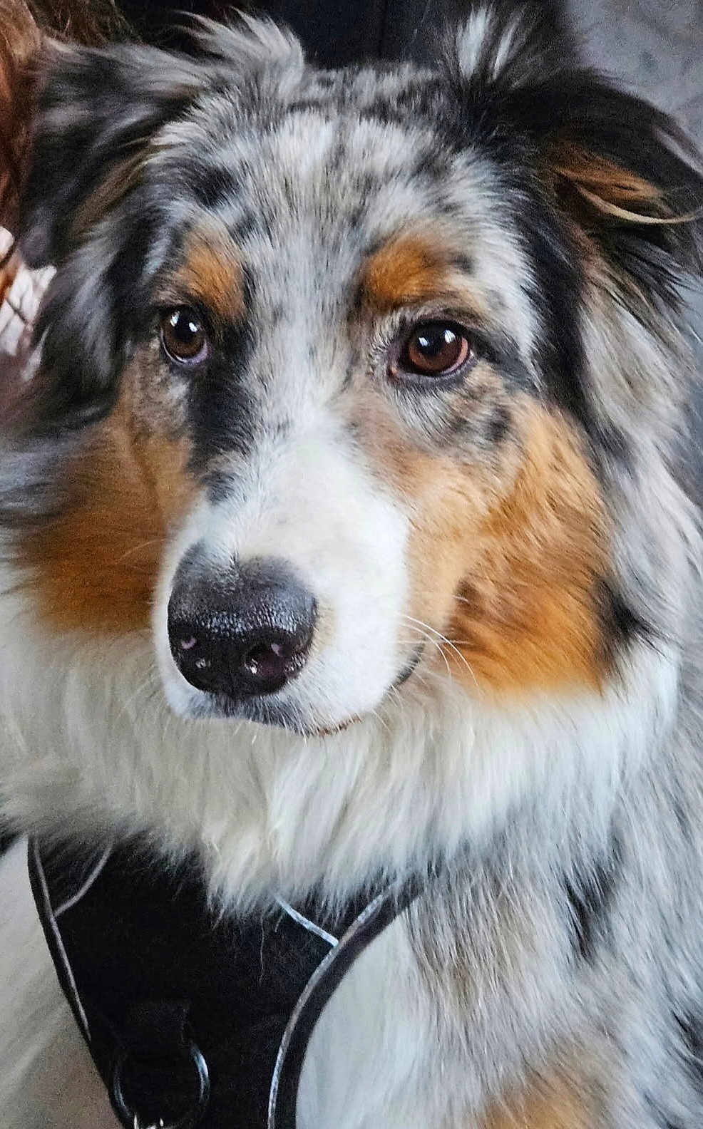 Dali