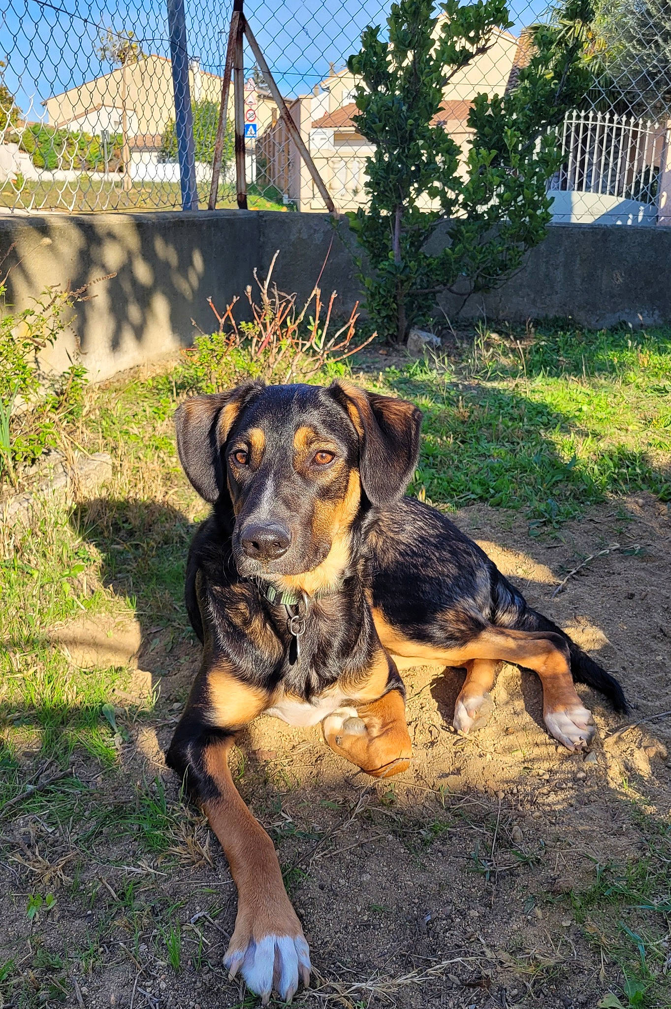 Jasper a rejoint le concours — aidez-le/la à gagner de superbes lots ! canidae, carnivore, companion_dog, dog, dog_breed, fawn, garden, grass, guard_dog, house, hunting_dog, landscape, plant, sky, sporting_group, tree, working_animal, working_dog, yard
