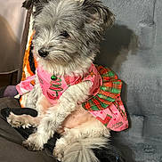 Baby is registered to the contest to win money with this photo: dog, pet, small_dog, fur, pink_clothing, plaid, green_bell, sitting, cozy, chair, indoor, cute, animal, fur_texture, relaxed, side_view, decor, holiday_theme, domestic, companion