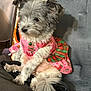 dog, pet, small_dog, fur, pink_clothing, plaid, green_bell, sitting, cozy, chair, indoor, cute, animal, fur_texture, relaxed, side_view, decor, holiday_theme, domestic, companion