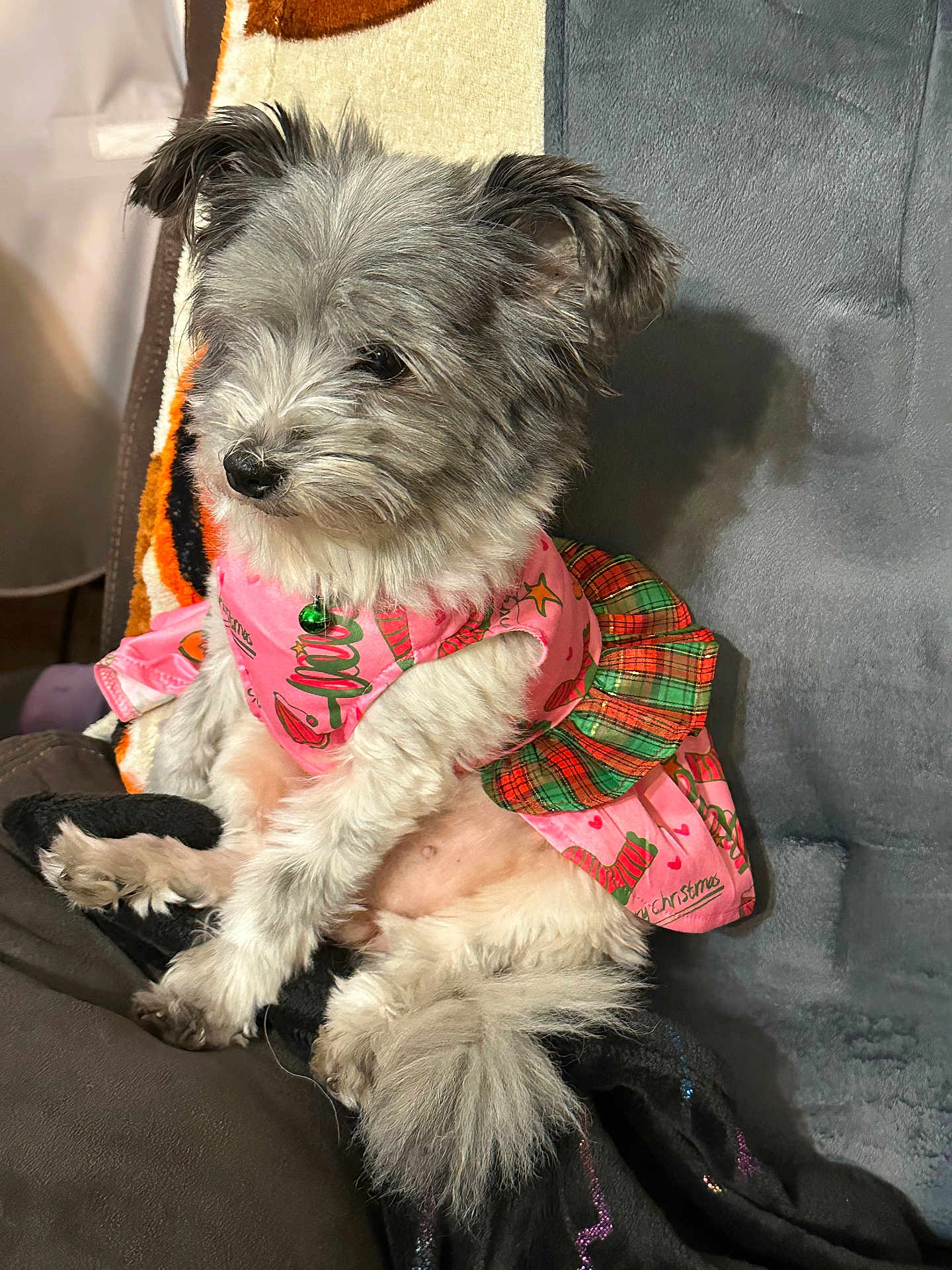 Baby is registered to the contest to win money with this photo: dog, pet, small_dog, fur, pink_clothing, plaid, green_bell, sitting, cozy, chair, indoor, cute, animal, fur_texture, relaxed, side_view, decor, holiday_theme, domestic, companion