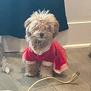Dolly joined the competition — help win amazing prizes! dog, fluffy, red_clothing, indoor, floor, cat_paw, power_cord, pet, animal, cute, holiday_outfit, small_dog, fur, sitting, curious, domestic, companion, cozy, festive, background
