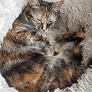 Winnie a rejoint le concours — aidez-le/la à gagner de superbes lots ! calico, cat, close_up, cozy, curled_up, cushion, ears, fluffy_bed, fur, home, indoor, paw, pet, relaxation, resting, sleeping, soft_texture, tabby, whiskers, wooden_floor