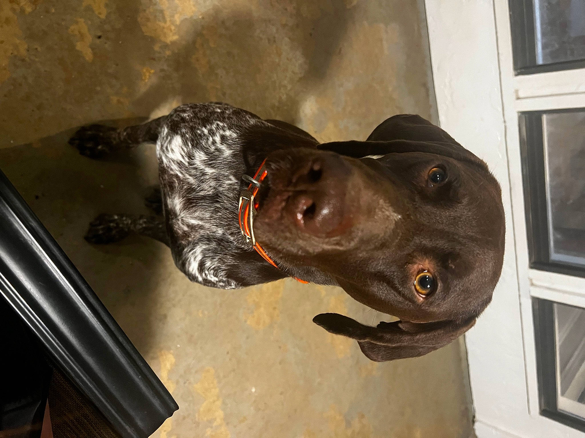 Rip is registered to the contest to win money with this photo: art, bronze_sculpture, canidae, carnivore, collar, dog, dog_breed, fawn, guard_dog, hat, liver, metal, non_sporting_group, personal_protective_equipment, sculpture, snout, sporting_group, whiskers, window, working_animal