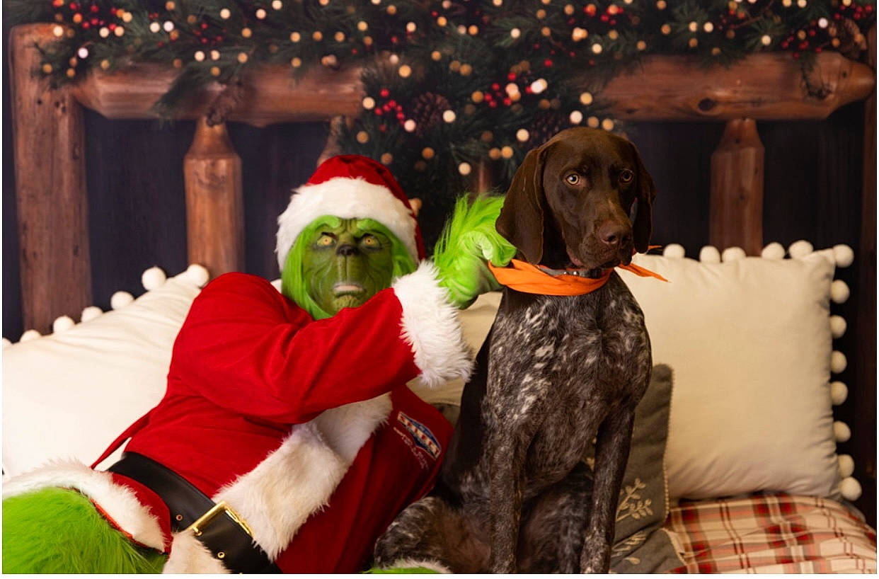 Rip is registered to the contest to win money with this photo: beard, carnivore, christmas, christmas_decoration, christmas_eve, comfort, companion_dog, dog, dog_breed, event, fictional_character, fun, fur, happy, holiday, interior_design, lap, santa_claus, sporting_group, tradition