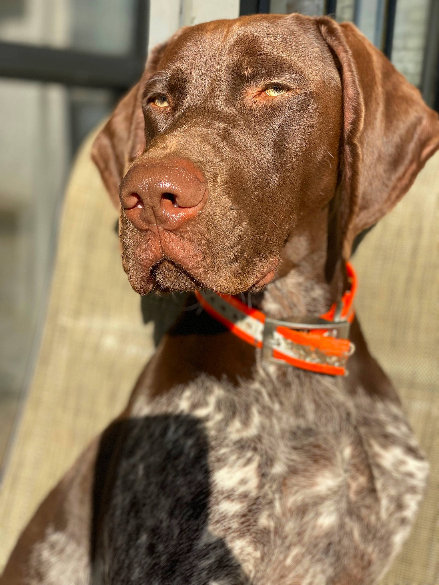 Rip joined the competition — help win amazing prizes! biting, canidae, carnivore, collar, companion_dog, dog, dog_breed, dog_collar, dog_supply, ear, fawn, fur, gun_dog, leash, liver, pet_supply, snout, sporting_group, whiskers, working_animal