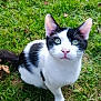 Ivar participe au concours pour gagner de l'argent avec cette photo : cat, black_and_white, green_eyes, grass, outdoor, animal, pet, whiskers, ears, tail, nature, curious, feline, mammal, sitting, close_up, daylight, ground, leaf, cute