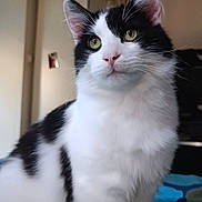 Ivar participe au concours pour gagner de l'argent avec cette photo : cat, black_and_white, feline, pet, indoor, bed, animal, whiskers, ears, fur, green_eyes, cute, portrait, domestic, sitting, looking_away, soft_light, cozy, home, curious