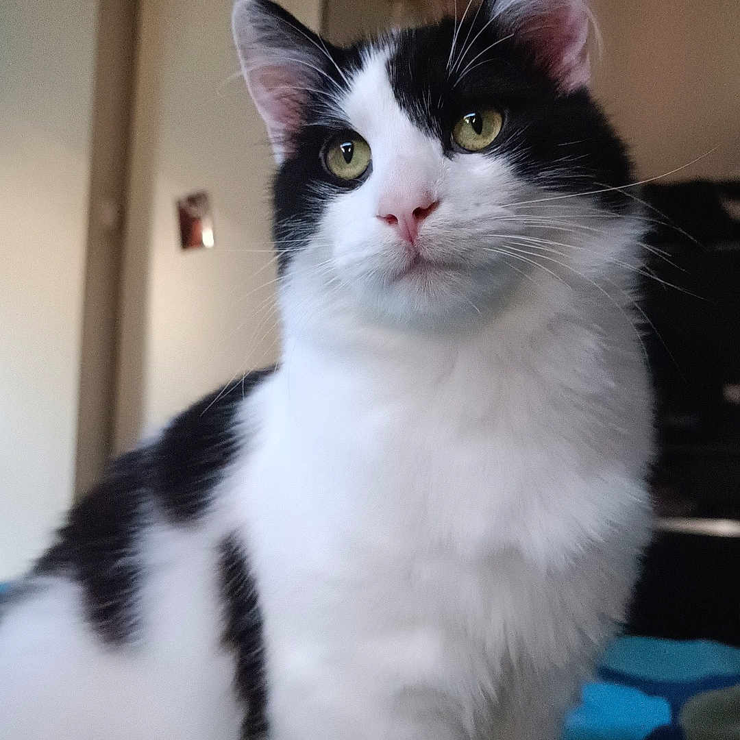 Ivar participe au concours pour gagner de l'argent avec cette photo : animal, bed, black_and_white, cat, cozy, curious, cute, domestic, ears, feline, fur, green_eyes, home, indoor, looking_away, pet, portrait, sitting, soft_light, whiskers