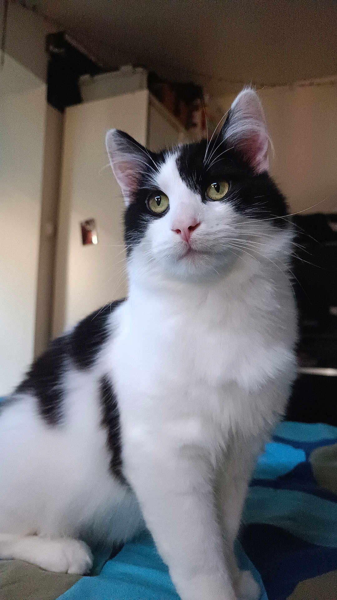 Ivar participe au concours pour gagner de l'argent avec cette photo : cat, black_and_white, feline, pet, indoor, bed, animal, whiskers, ears, fur, green_eyes, cute, portrait, domestic, sitting, looking_away, soft_light, cozy, home, curious