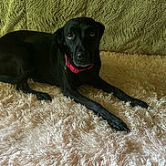 Mia is registered to the contest to win money with this photo: animal, beige_rug, black_dog, collar, cozy, dog, ears, eyes, fluffy_rug, fur, green_background, indoor, looking_up, lying_down, nose, paw, pet, resting, snout, texture