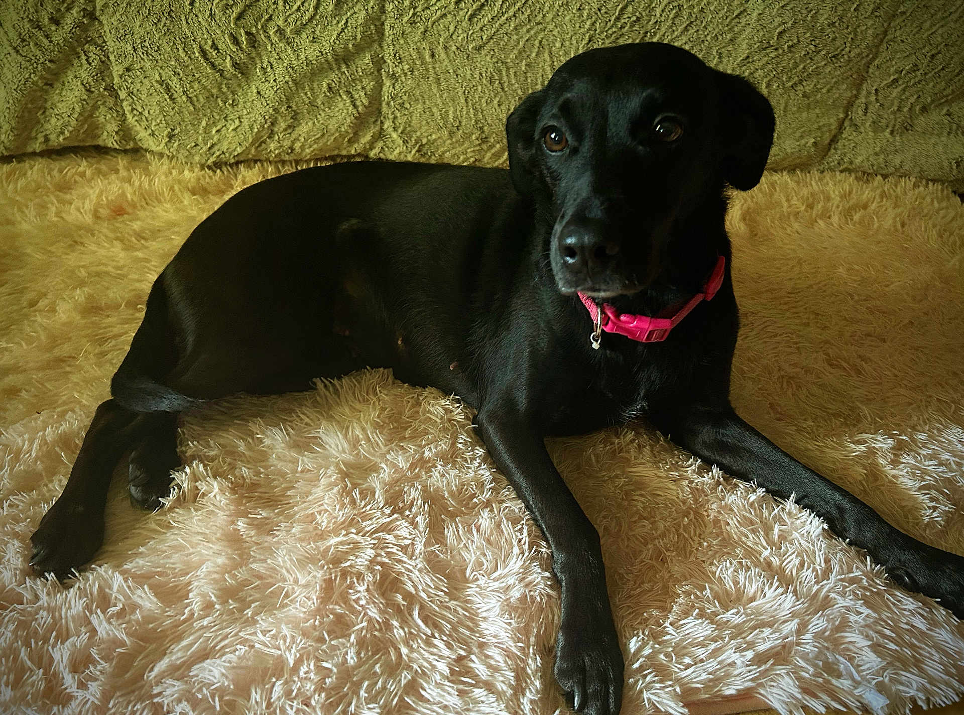 Mia