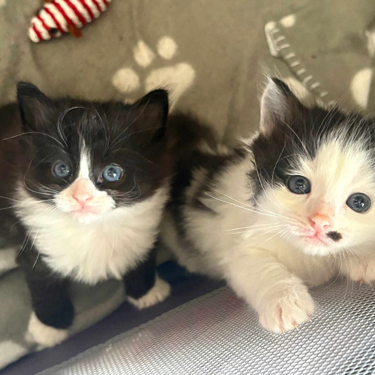 Spot And Luna