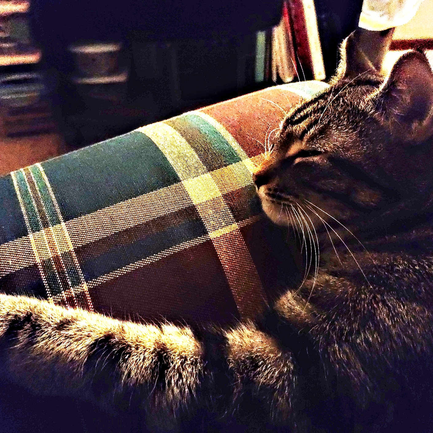 Rocky is registered to the contest to win money with this photo: abyssinian, animal, architecture, blanket, building, cat, chair, couch, cushion, furniture, homedecor, indoors, linen, livingroom, manx, person, pet, room, sleeping, tartan