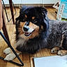 Osiris a rejoint le concours — aidez-le/la à gagner de superbes lots ! animal, black_fur, box, brown_fur, cabinet, chair, dog, domestic_animal, floor, fur, happy, home, household, indoor, paw, pet, resting, smiling, white_fur, wooden_floor
