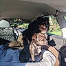 Osiris participe au concours pour gagner de l'argent avec cette photo : animal, black_dog, brown_dog, car, collar, companion, daytime, dog, fur, happy, indoor, leisure, nature, pet, relaxing, seat, sunlight, transportation, vehicle, window