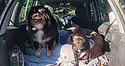 Osiris participe au concours pour gagner de l'argent avec cette photo : animal, back_of_car, black_dog, blanket, brown_dog, canine, car, cardboard, curious, daytime, dog, happy, headrest, nature, open_trunk, outdoor, pet, seat, sunlight, tree