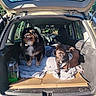 animal, back_of_car, black_dog, blanket, brown_dog, canine, car, cardboard, curious, daytime, dog, happy, headrest, nature, open_trunk, outdoor, pet, seat, sunlight, tree