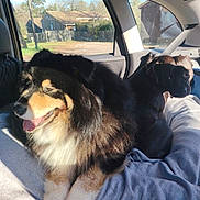 Osiris participe au concours pour gagner de l'argent avec cette photo : animal, backseat, blanket, car_interior, companion, cozy, daylight, dog, dogs, fence, furry, house, nature, outside, pet, relaxing, seatbelt, sunlight, trees, window